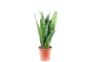 Flowerbox Zimmerpflanze Bogenhanf Sansevieria Black Coral pflegeleicht 35 cm Topf 12 cm Bild 2