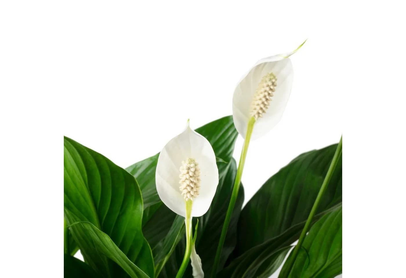 Flowerbox Zimmerpflanze Einblatt 4-8 Blüten/Knospen - Spathiphyllum