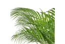 Flowerbox Zimmerpflanze Goldfruchtpalme - Areca Dypsis Lutescens Bild 1