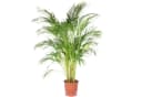Flowerbox Zimmerpflanze Goldfruchtpalme - Areca Dypsis Lutescens Bild 2