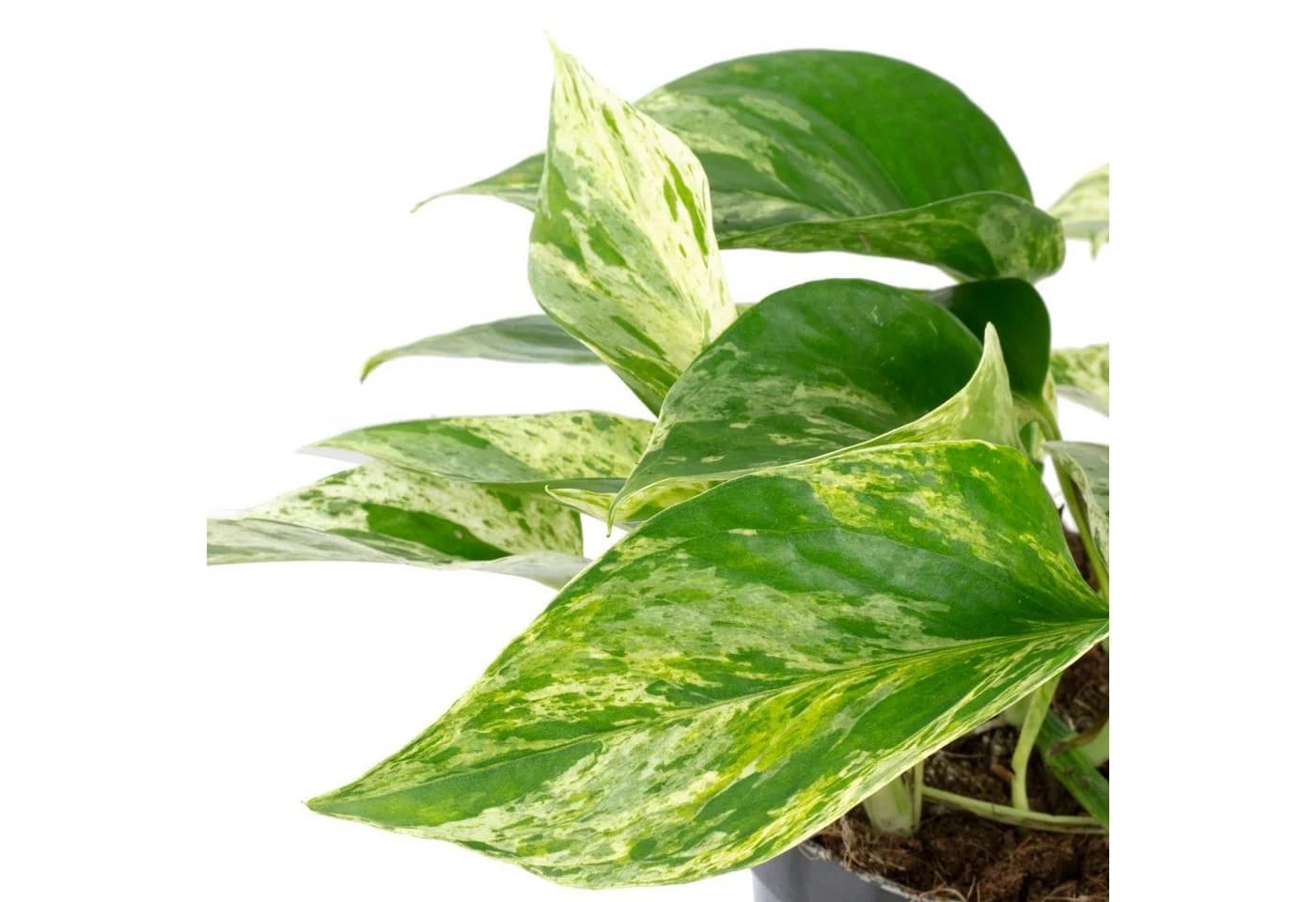 Flowerbox Zimmerpflanze Efeutute Epipremnum aureum