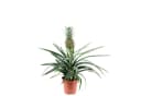 Flowerbox Zimmerpflanze Ananas Corona mit Frucht, Höhe ca. 45 cm Bild 2