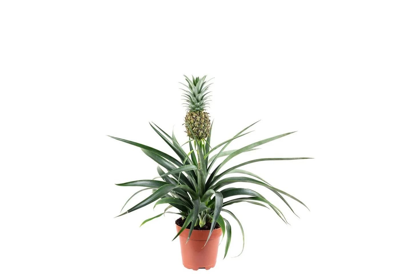 Flowerbox Zimmerpflanze Ananas Corona mit Frucht, Höhe ca. 45 cm - Bild 2