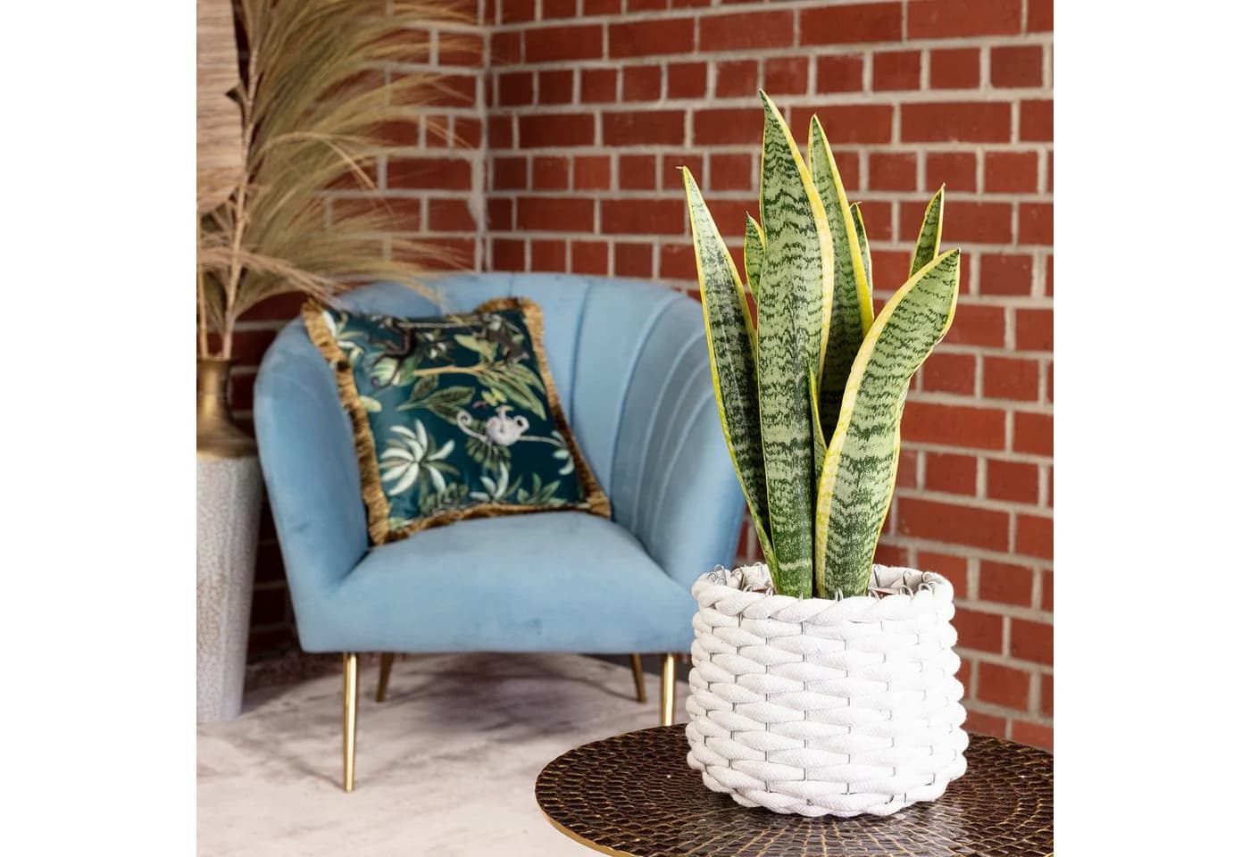 Flowerbox Zimmerpflanze Bogenhanf Sansevieria Laurentii 35 cm