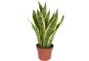 Flowerbox Zimmerpflanze Bogenhanf Sansevieria Laurentii 35 cm Bild 2