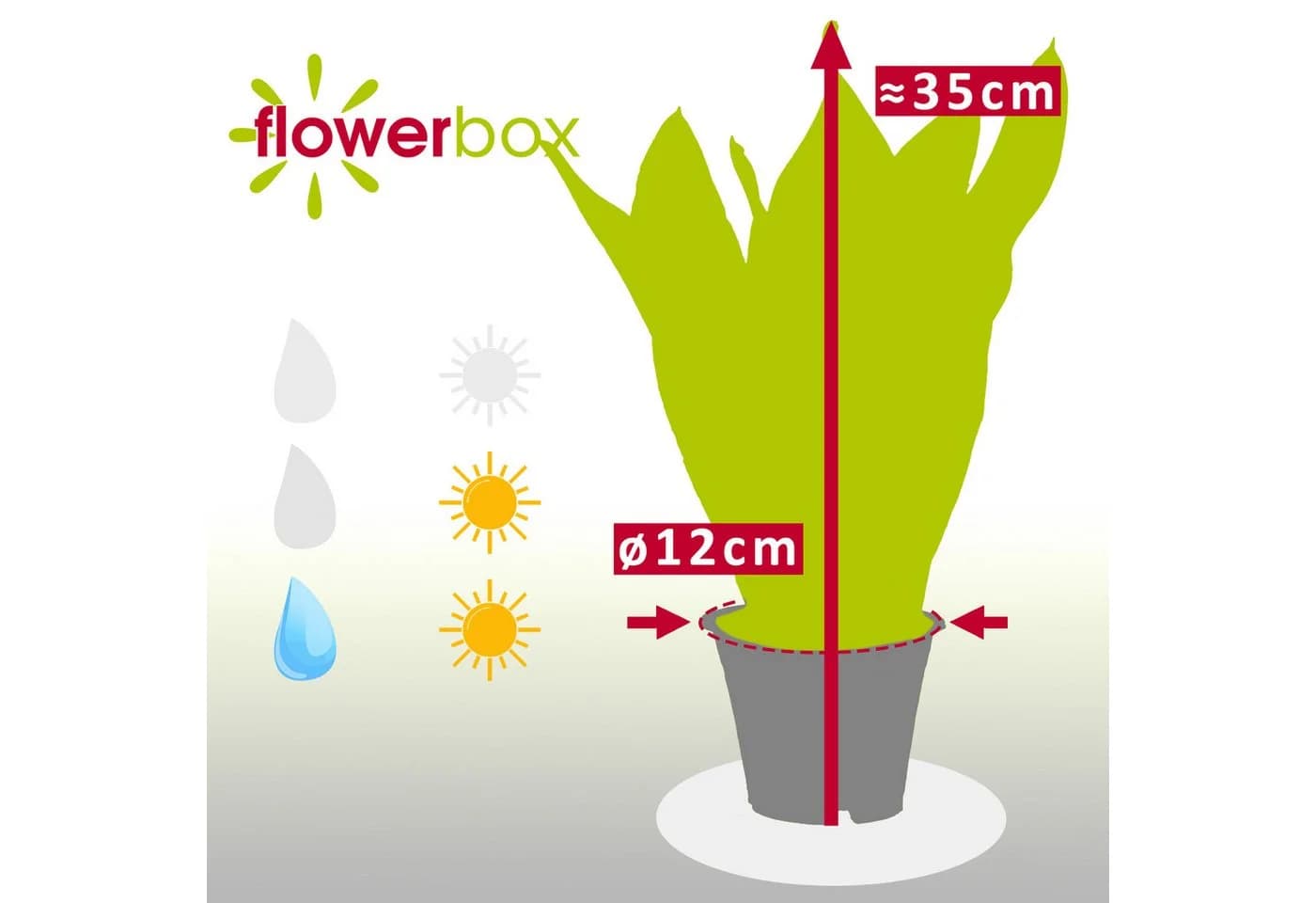 Flowerbox Zimmerpflanze Bogenhanf Sansevieria Laurentii 35 cm - Bild 4