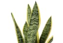 Flowerbox Zimmerpflanze Bogenhanf Sansevieria Laurentii 35 cm Bild 5