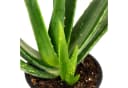 Flowerbox Zimmerpflanze Echte Aloe Vera Bild 1