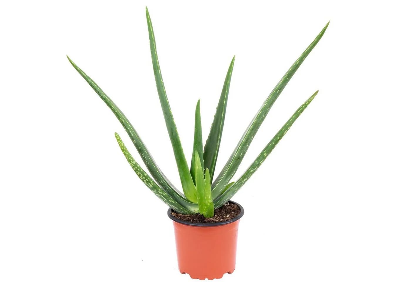Flowerbox Zimmerpflanze Echte Aloe Vera - Bild 2