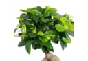 Flowerbox Zimmerpflanze Chinesische Feige - Ficus Ginseng Bild 1