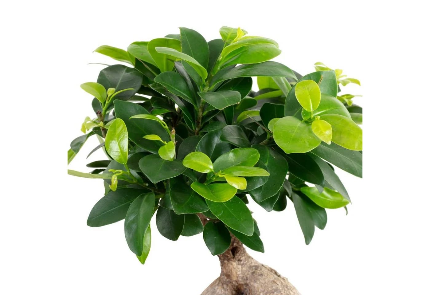 Flowerbox Zimmerpflanze Chinesische Feige - Ficus Ginseng