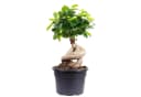 Flowerbox Zimmerpflanze Chinesische Feige - Ficus Ginseng Bild 2
