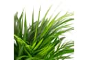 Flowerbox Zimmerpflanze Goldfruchtpalme - Areca Dypsis Lutescens Bild 1