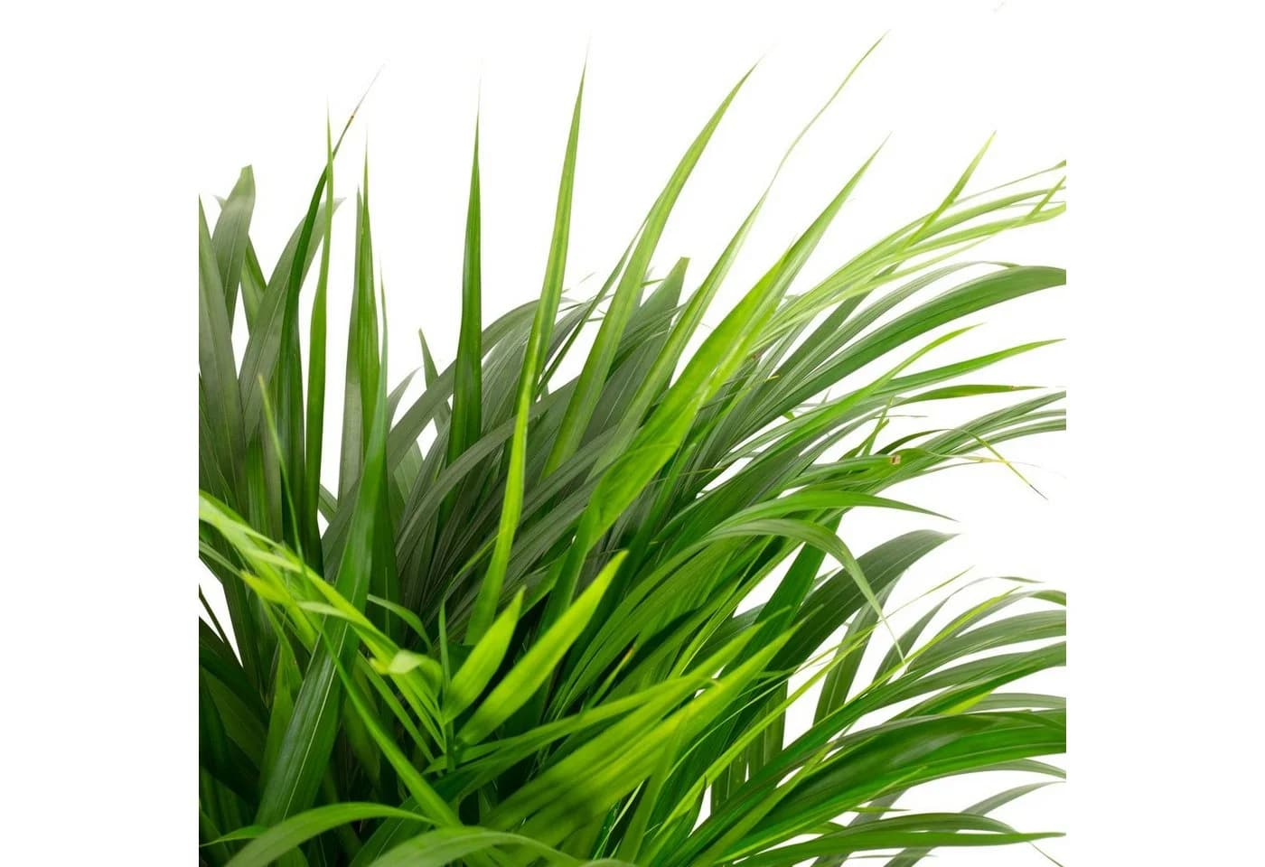 Flowerbox Zimmerpflanze Goldfruchtpalme - Areca Dypsis Lutescens