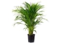 Flowerbox Zimmerpflanze Goldfruchtpalme - Areca Dypsis Lutescens Bild 2