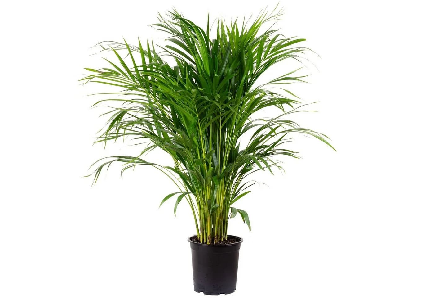 Flowerbox Zimmerpflanze Goldfruchtpalme - Areca Dypsis Lutescens - Bild 2