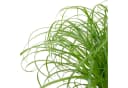 Flowerbox Zimmerpflanze Katzengras Cyperus alternifolius Zumula Bild 1