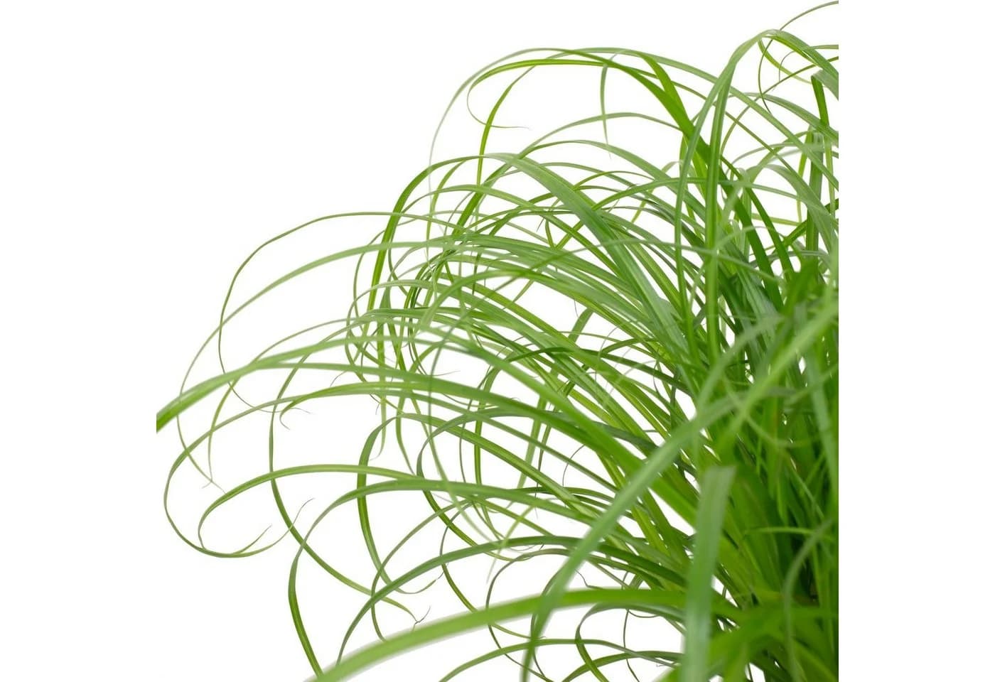 Flowerbox Zimmerpflanze Katzengras Cyperus alternifolius Zumula