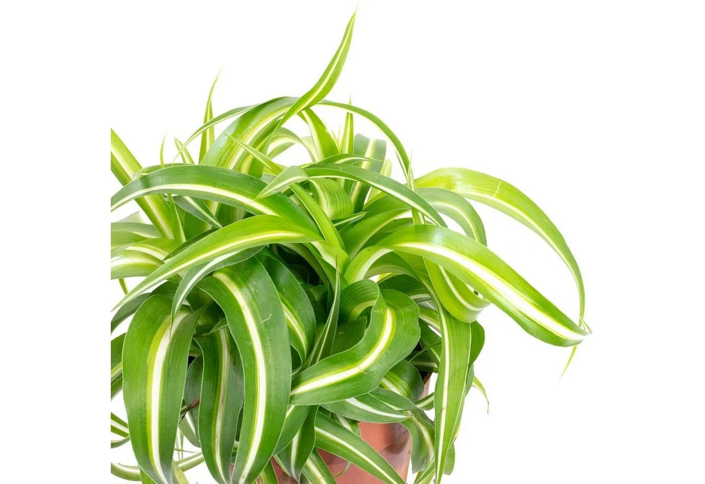 Chlorophytum Comosum Grünlilie Zimmerpflanze Modern