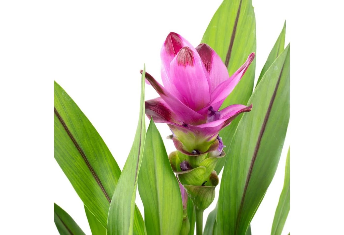 Flowerbox Kurkuma Zimmerpflanze Curcuma Grün/Rosa