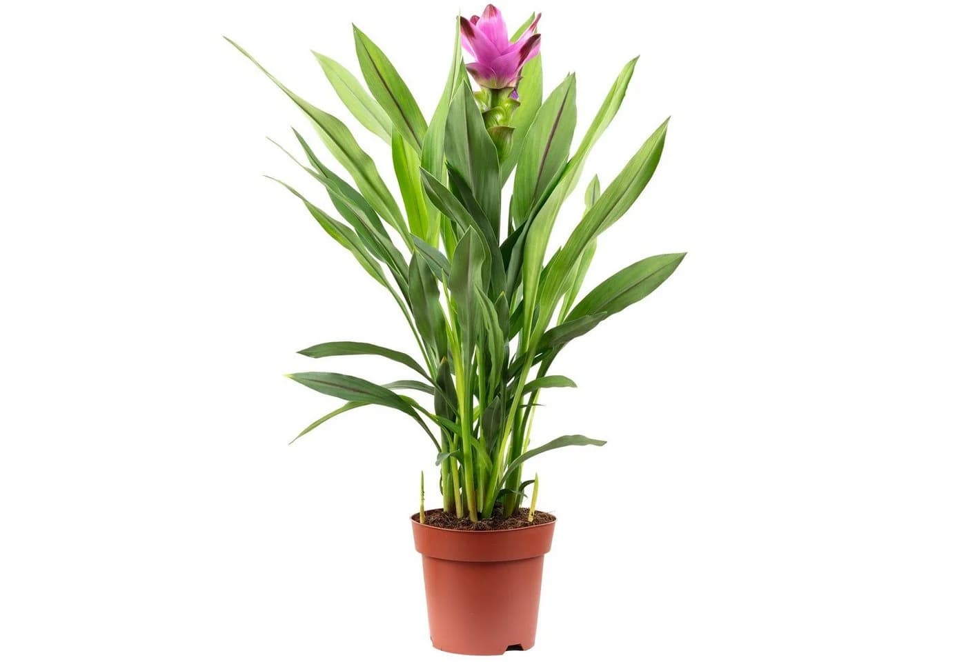 Flowerbox Kurkuma Zimmerpflanze Curcuma Grün/Rosa - Bild 2