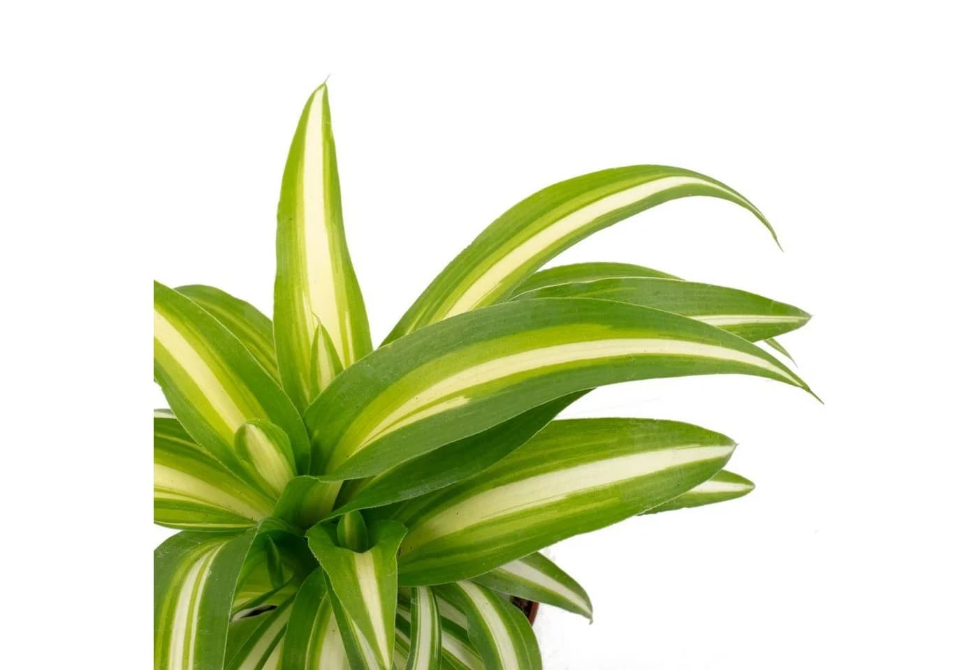 Flowerbox Zimmerpflanze Grünlilie Chlorophytum Comosum Variegata