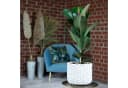 Flowerbox Gummibaum Ficus elastica "Robusta" Bild 1