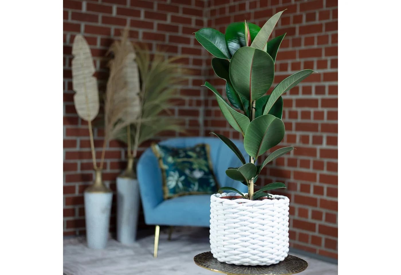 Flowerbox Gummibaum Ficus elastica "Robusta"
