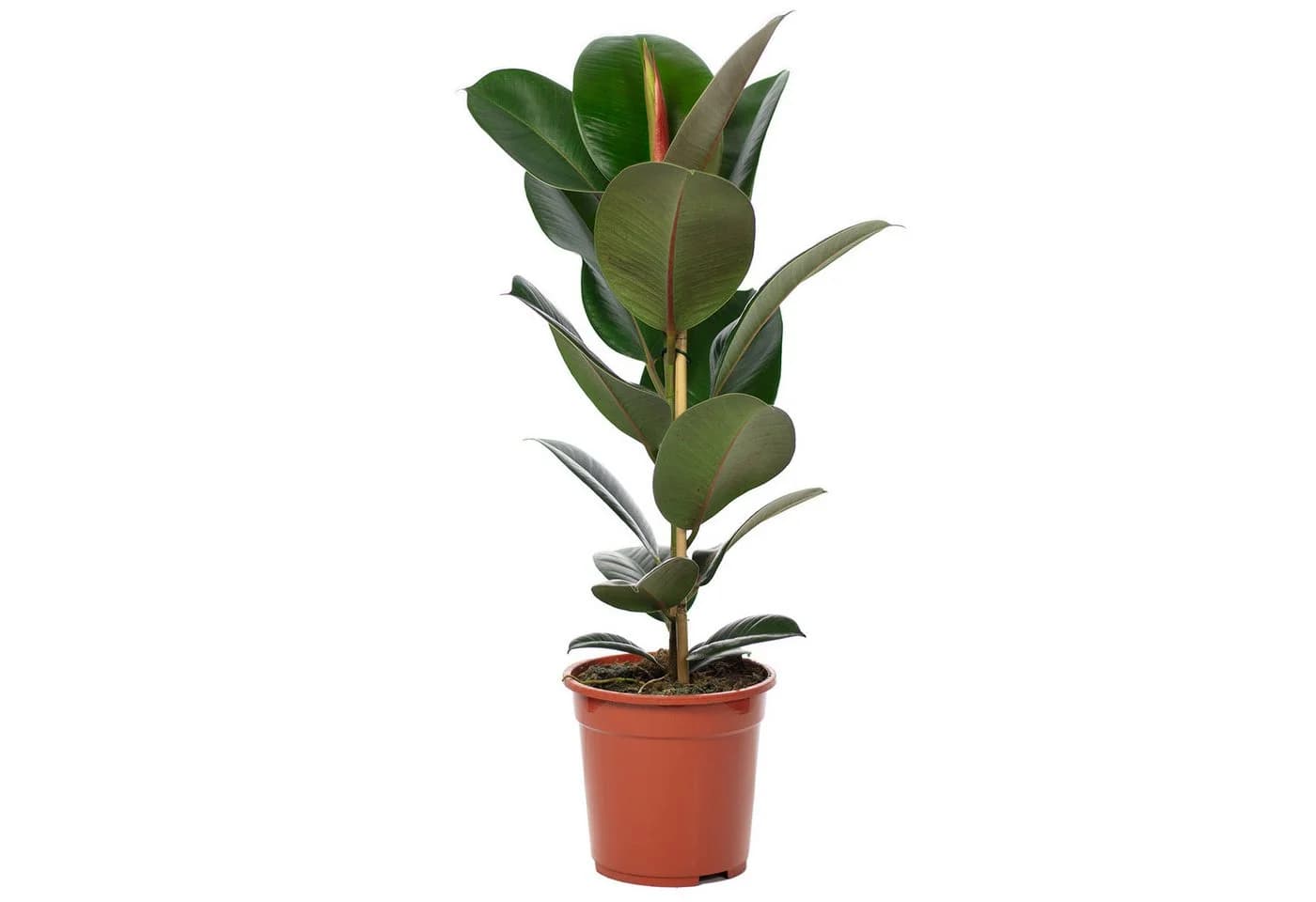 Flowerbox Gummibaum Ficus elastica "Robusta" - Bild 2