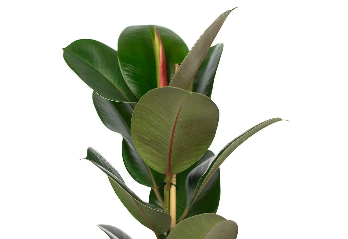 Flowerbox Gummibaum Ficus elastica "Robusta" - Bild 4