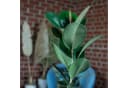 Flowerbox Gummibaum Ficus elastica "Robusta" Bild 5