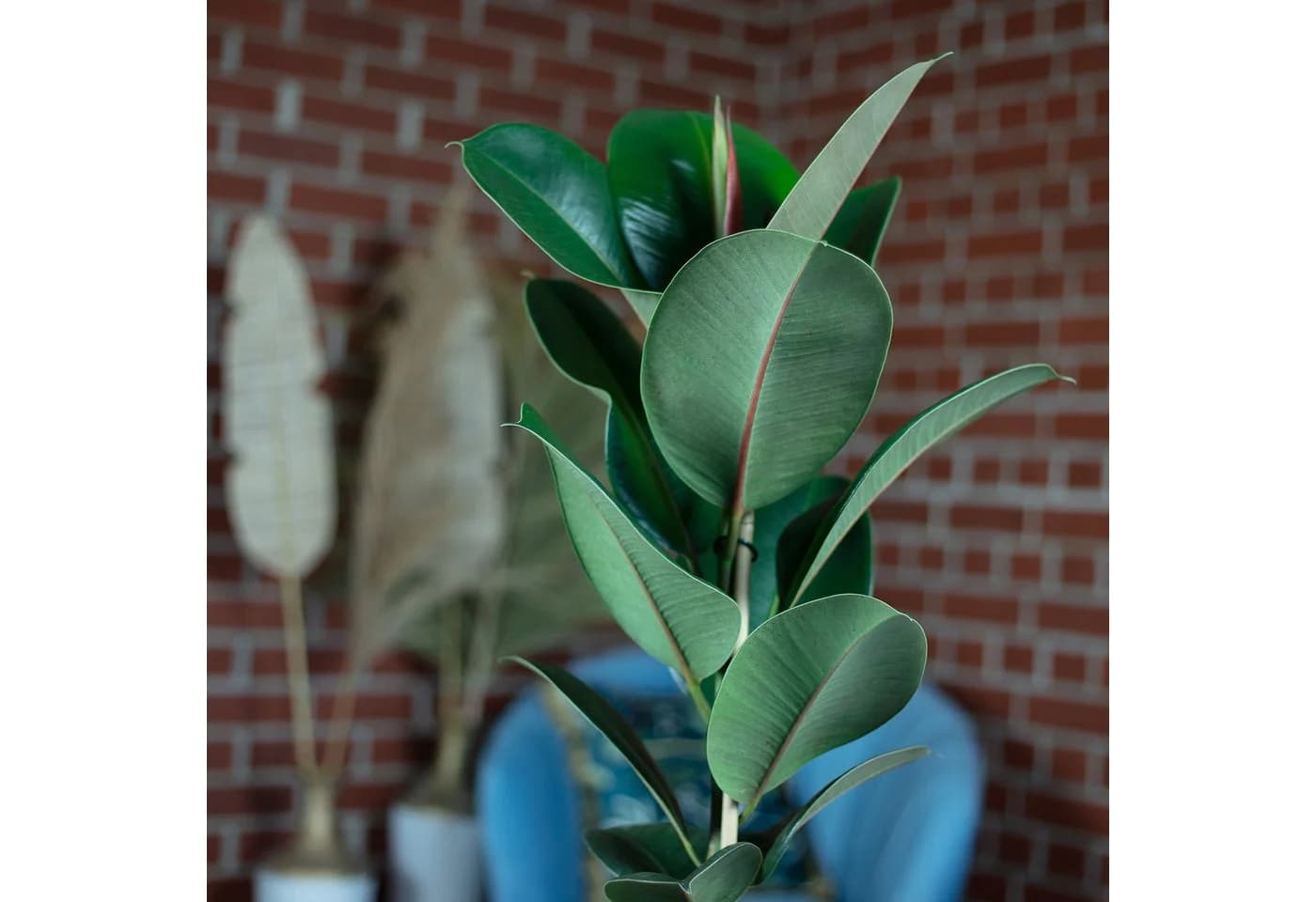 Flowerbox Gummibaum Ficus elastica "Robusta" - Bild 5
