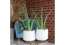 Flowerbox Zimmerpflanze Aloe Vera 2er-Set Pflegeleicht Bild 1