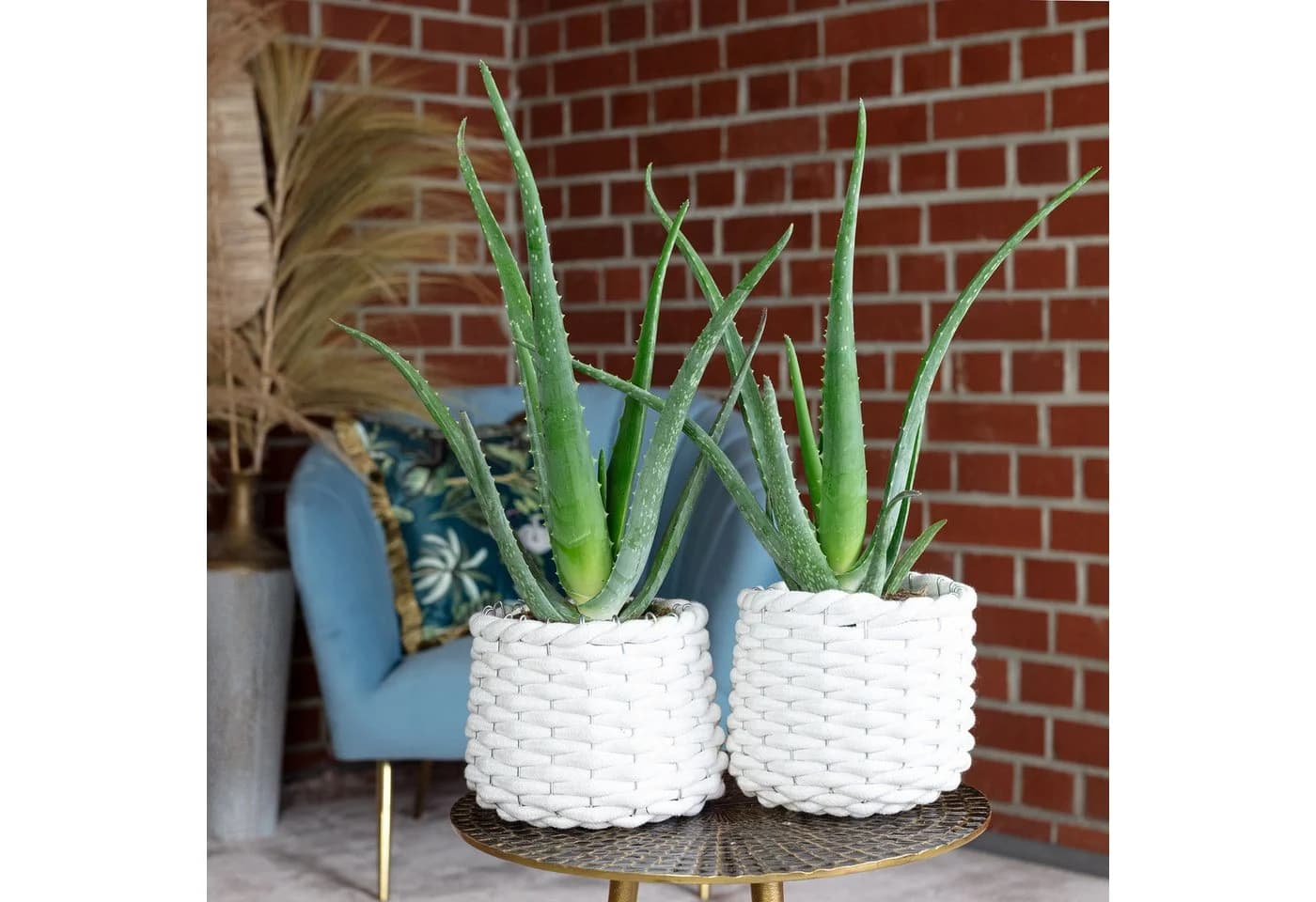 Flowerbox Zimmerpflanze Aloe Vera 2er-Set Pflegeleicht