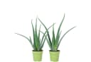 Flowerbox Zimmerpflanze Aloe Vera 2er-Set Pflegeleicht Bild 2