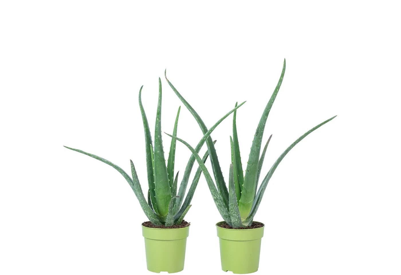 Flowerbox Zimmerpflanze Aloe Vera 2er-Set Pflegeleicht - Bild 2