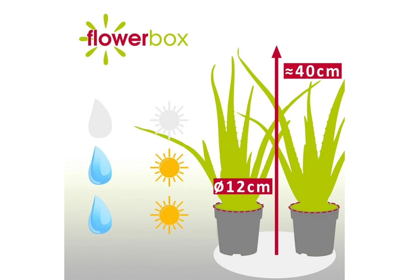 Flowerbox Zimmerpflanze Aloe Vera 2er-Set Pflegeleicht - Bild 4