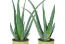 Flowerbox Zimmerpflanze Aloe Vera 2er-Set Pflegeleicht Bild 5