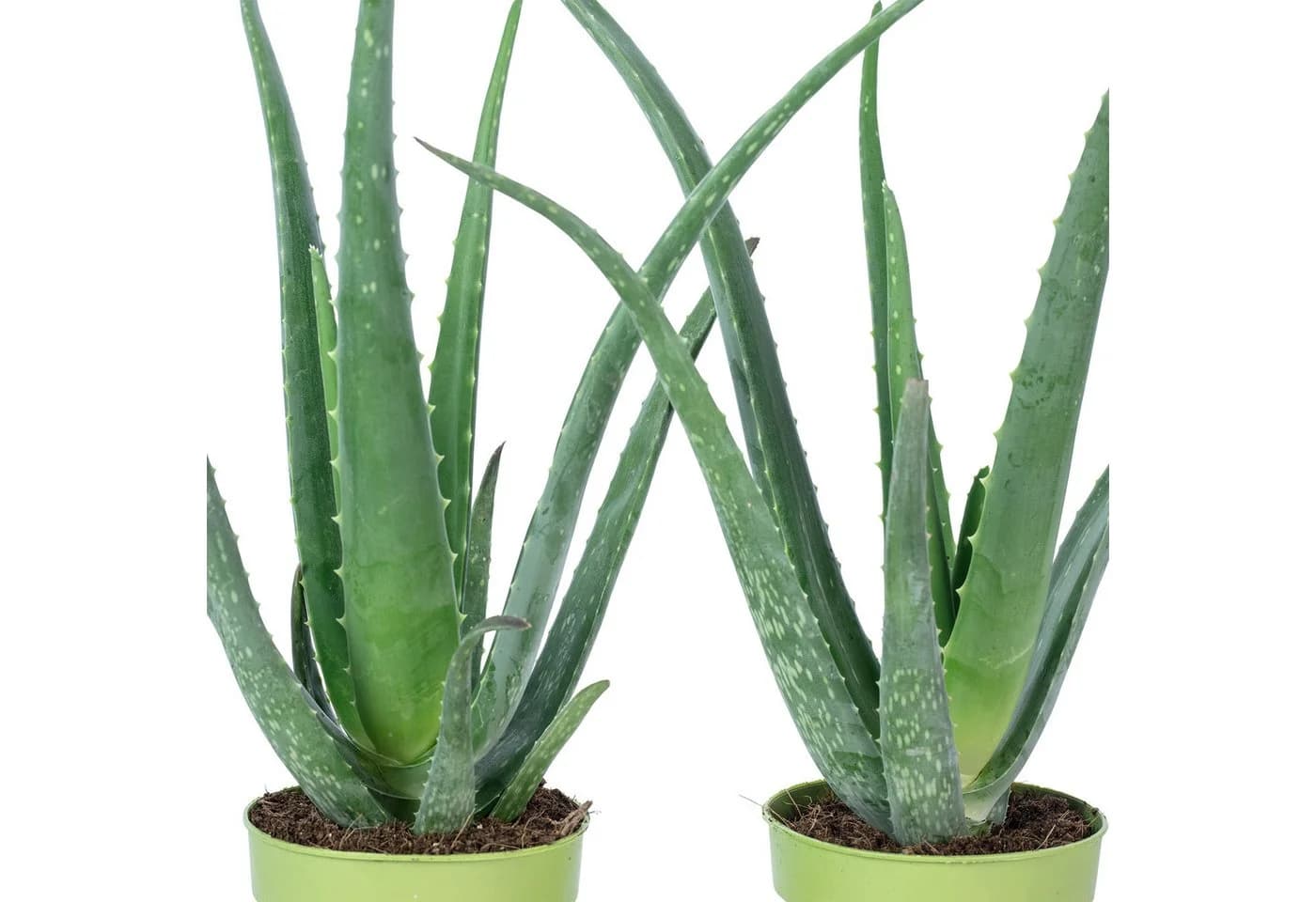 Flowerbox Zimmerpflanze Aloe Vera 2er-Set Pflegeleicht - Bild 5