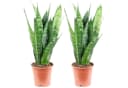 Flowerbox Zimmerpflanze Bogenhanf Sansevieria trifasciata Black Coral 2er-Set Bild 2