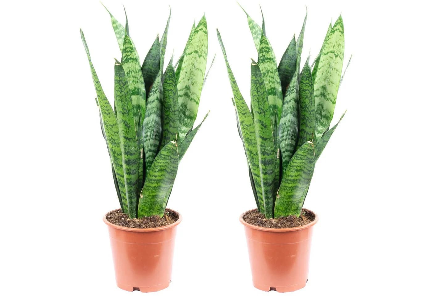 Flowerbox Zimmerpflanze Bogenhanf Sansevieria trifasciata Black Coral 2er-Set - Bild 2