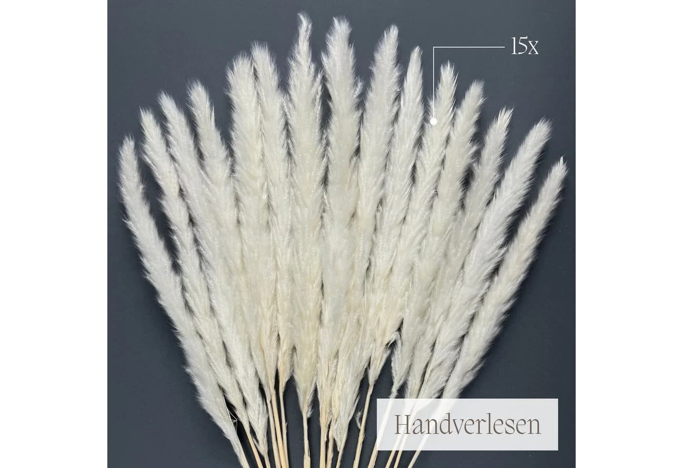 Trockenblumen Pampasgras Weiß 50 cm 15 Stück Boho Deko - Bild 4