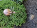 Jürgen Bocker Gartenstecker Rosenkugel Rotterdam Gold Edelstahl Bild 1