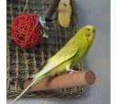 Kork-Deko.de Vogelspielplatz 2er-Pack Vogelsitzstangen aus Presskork, Zum Spielen und Knabbern Bild 5