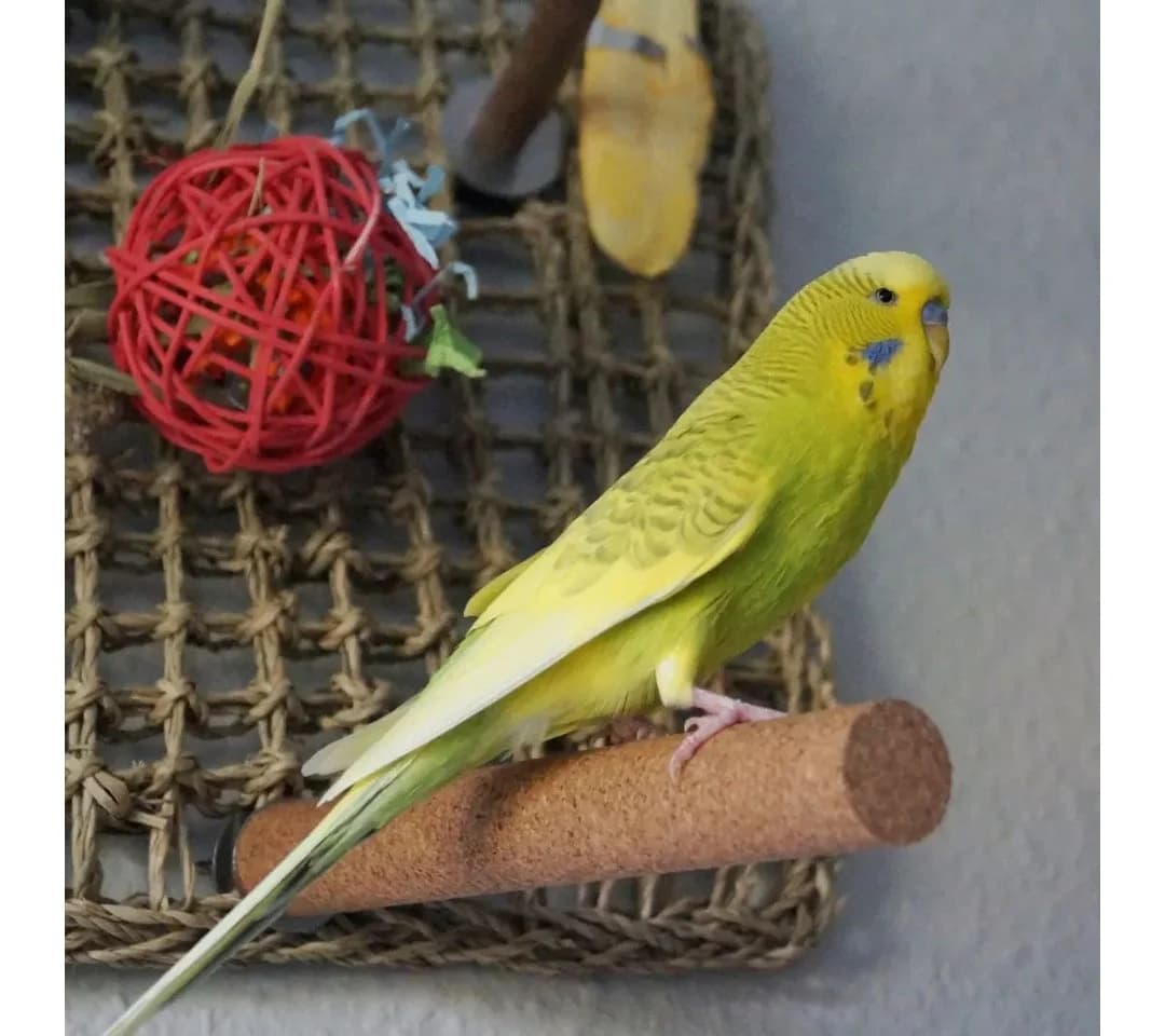 Kork-Deko.de Vogelspielplatz 2er-Pack Vogelsitzstangen aus Presskork, Zum Spielen und Knabbern - Bild 5