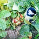 Spetebo Vogelschutznetz Grün 2er Set Polyethylen Bild 1