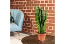 Flowerbox Zimmerpflanze Bogenhanf Sansevieria trifasciata Black Coral Bild 1