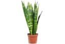 Flowerbox Zimmerpflanze Bogenhanf Sansevieria trifasciata Black Coral Bild 2