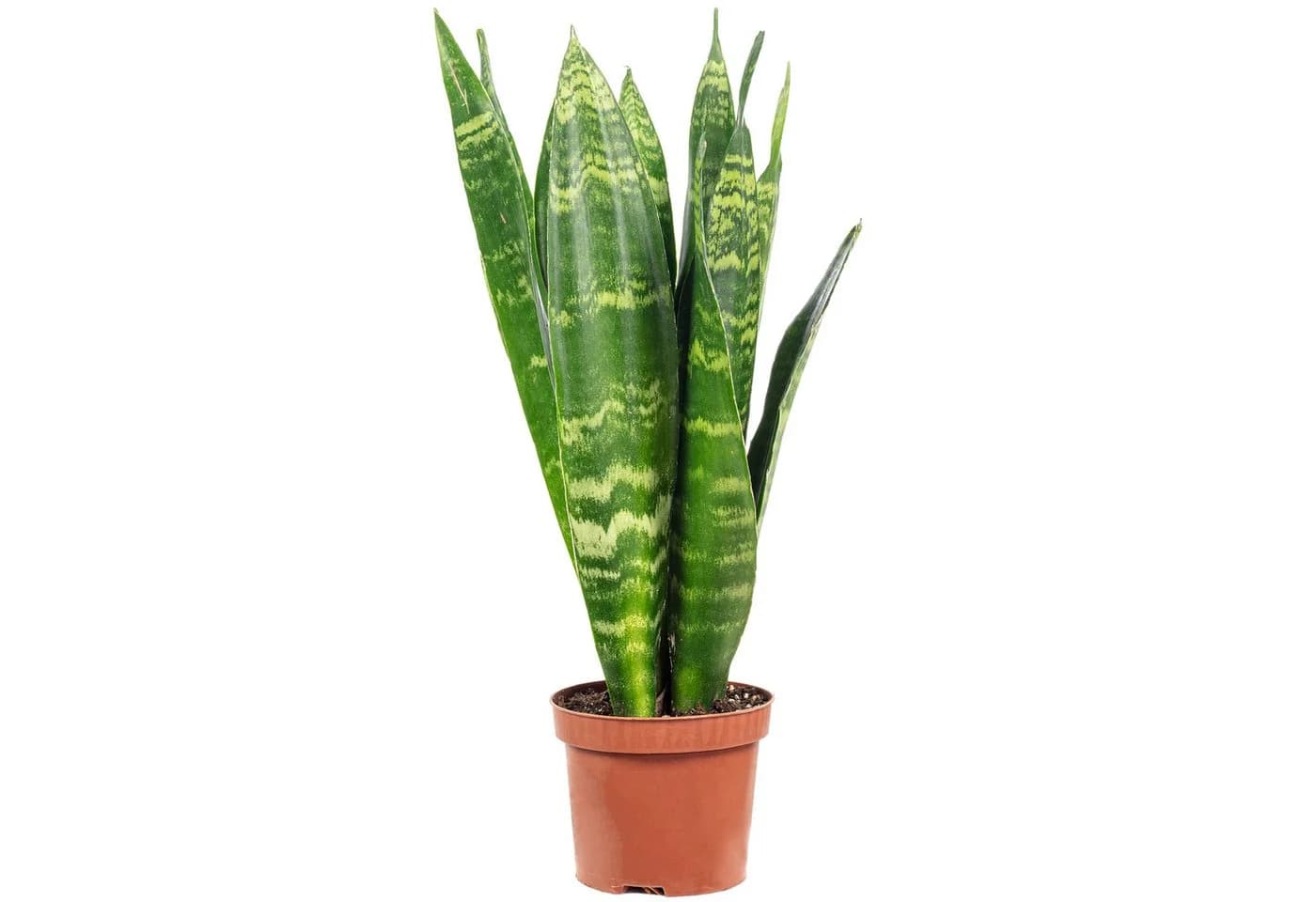 Flowerbox Zimmerpflanze Bogenhanf Sansevieria trifasciata Black Coral - Bild 2