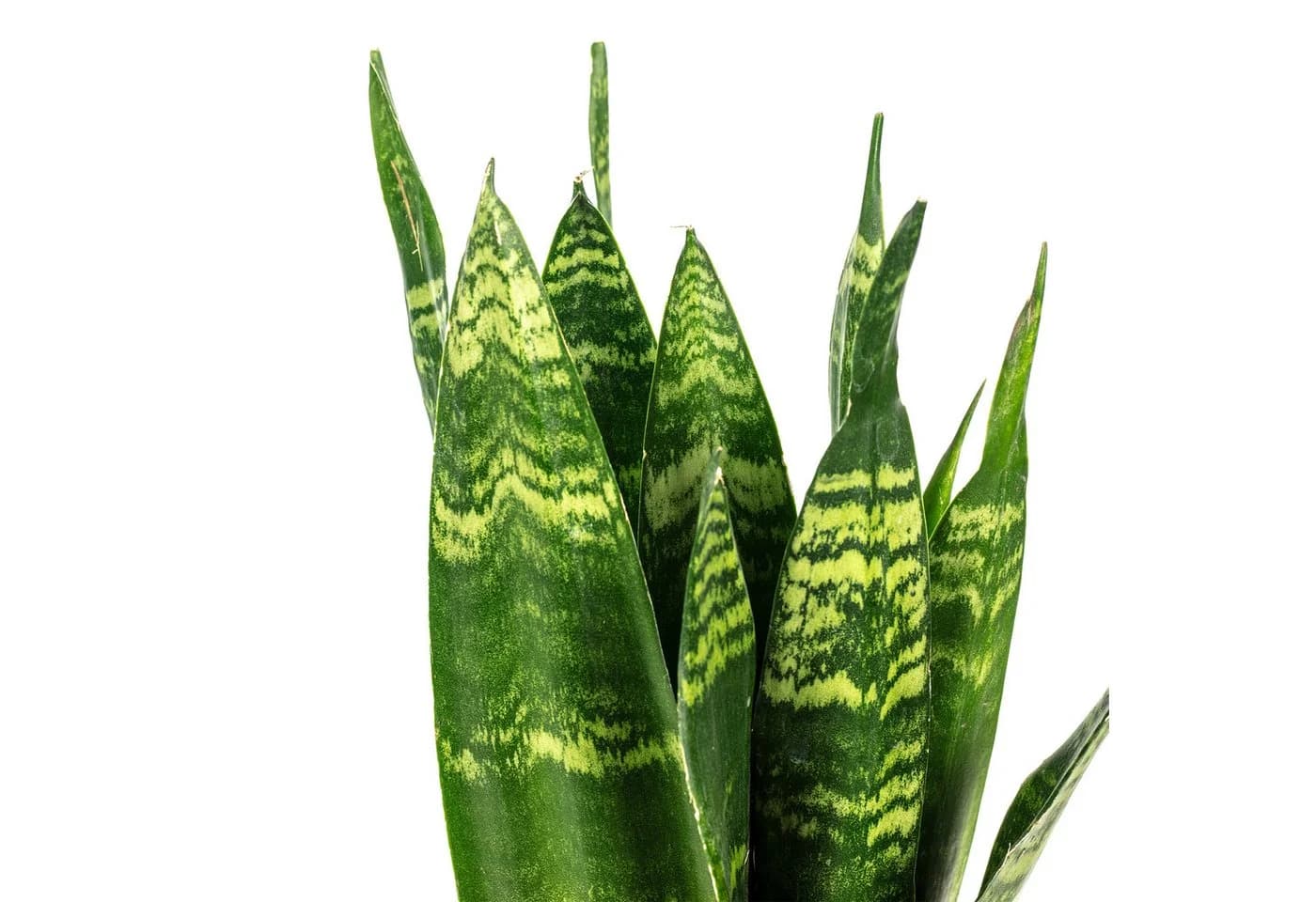 Flowerbox Zimmerpflanze Bogenhanf Sansevieria trifasciata Black Coral - Bild 4